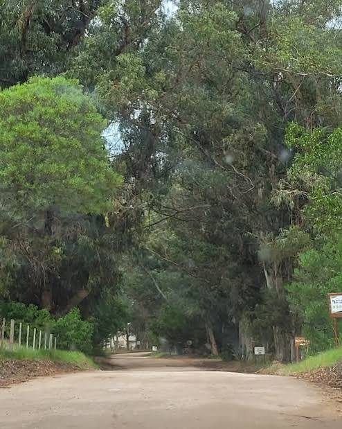 Camino arbolado de tierra en Arenas Verdes, Lobería