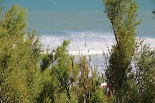 El mar visto entre tamariscos en Arenas Verdes