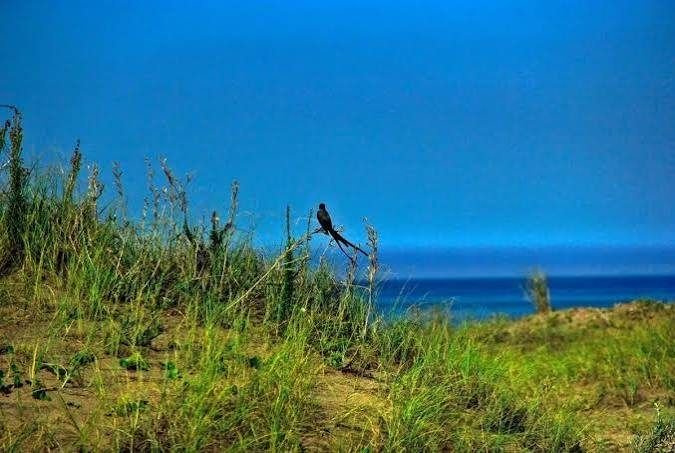 Pájaro posado sobre la vegetación de los médanos frente al mar